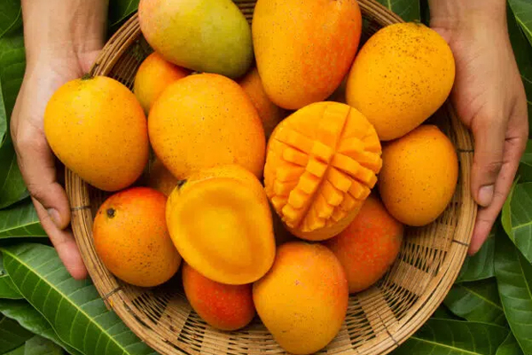 mango 2