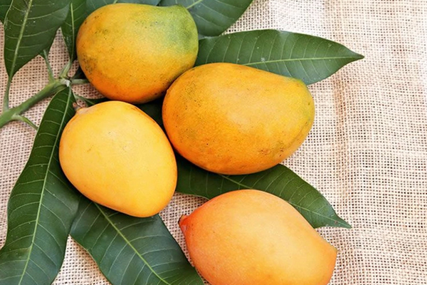 mango3